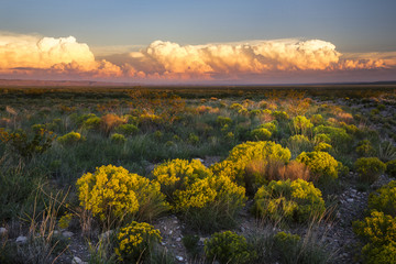 Fototapete Grau 2 The Desert comes to life with evening light in New Mexico  © Patricia Thomas 