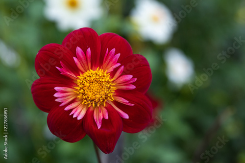 Fototapeta Naklejka Na Ścianę i Meble -  Portrait of a red dahlia with green leaves and white dahlias blurred in the background

