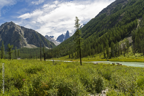 Horses graze on the river bank. Altai Mountains, Russia.