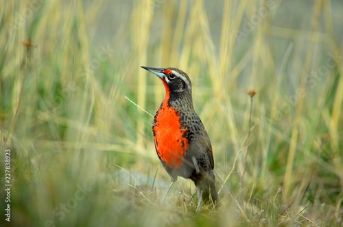 Long-tailed Meadowlark