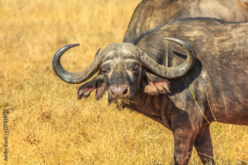 Closeup of face of African buffalo  Syncerus caffer  in grassland nature  dry season. Kruger National Park in South Africa. The Cape buffalo is a large African bovine part of popular Big Five.