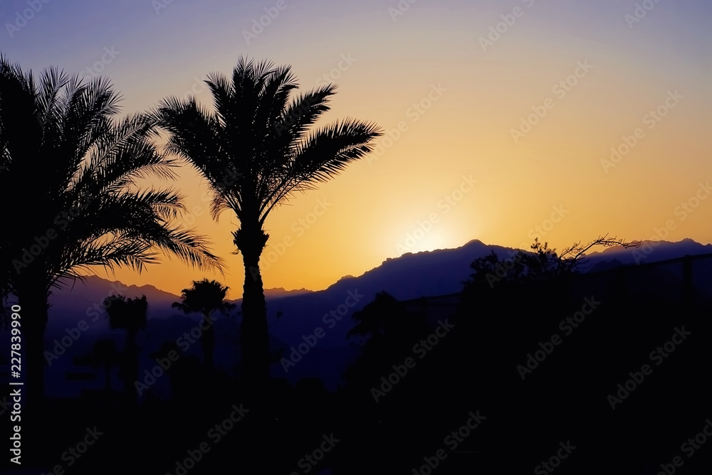 Tropical palm trees at sunset in evening on background silhouette of high mountains at dusk twilight in Mount Moses Sinai Egypt Toned photo landscape Tropical palm trees at sunset in evening on background silhouette of high mountains at dusk twilight in Mount Moses Sinai Egypt Toned photo landscape