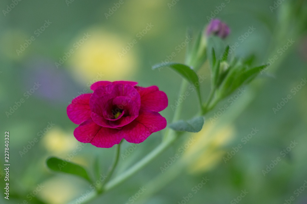 Red Petunia Macro, room for copy Red Petunia Macro, room for copy