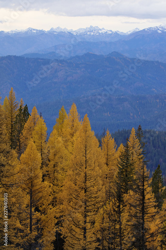 Larch trees are the star of the alpine forest in Washington State