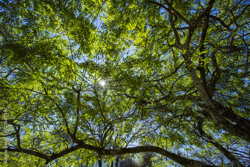 Bottom view up the trees. Trees of Brazil Bottom view up the trees. Trees of Brazil