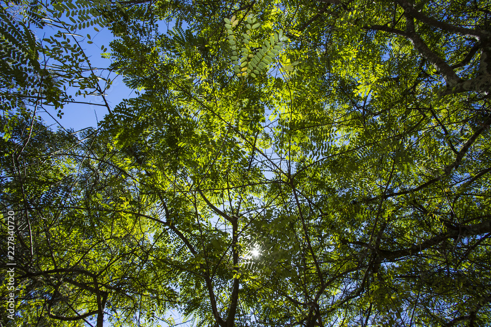 Bottom view up the trees. Trees of Brazil Bottom view up the trees. Trees of Brazil