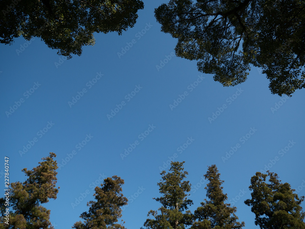 Obraz premium tree and blue sky