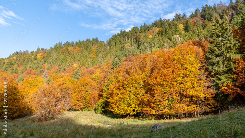 Forêt à l'automne