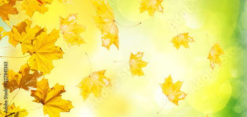 falling yellow leaves and green grass bokeh background with sun beams