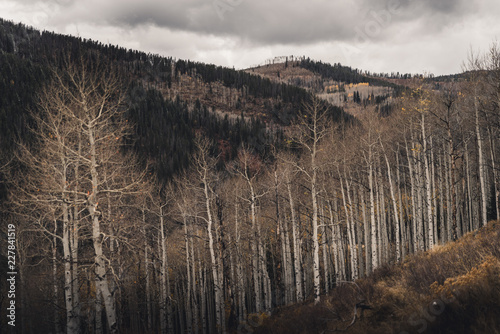 Aspen trees in the mountains on a gloomy day. 