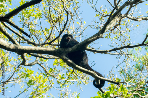 Monkey photo