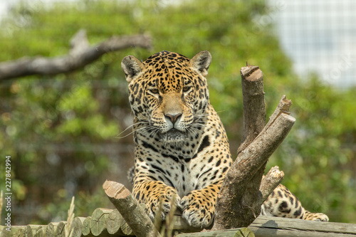 Jaguar