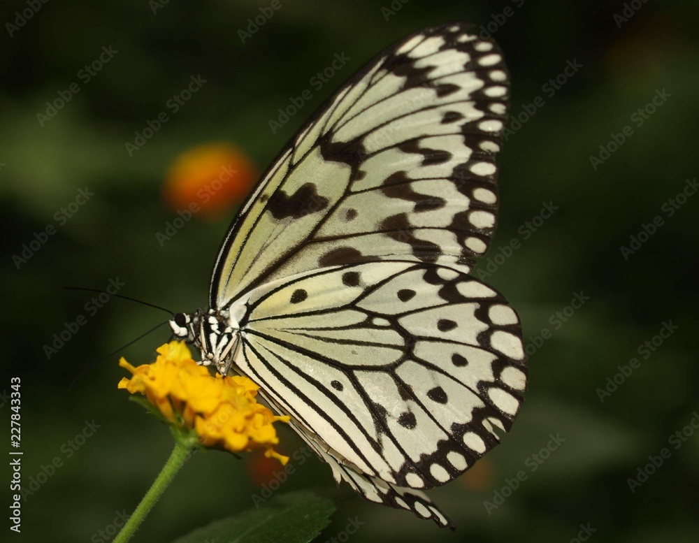 Naklejka premium Weiße Baumnymphe - Asien