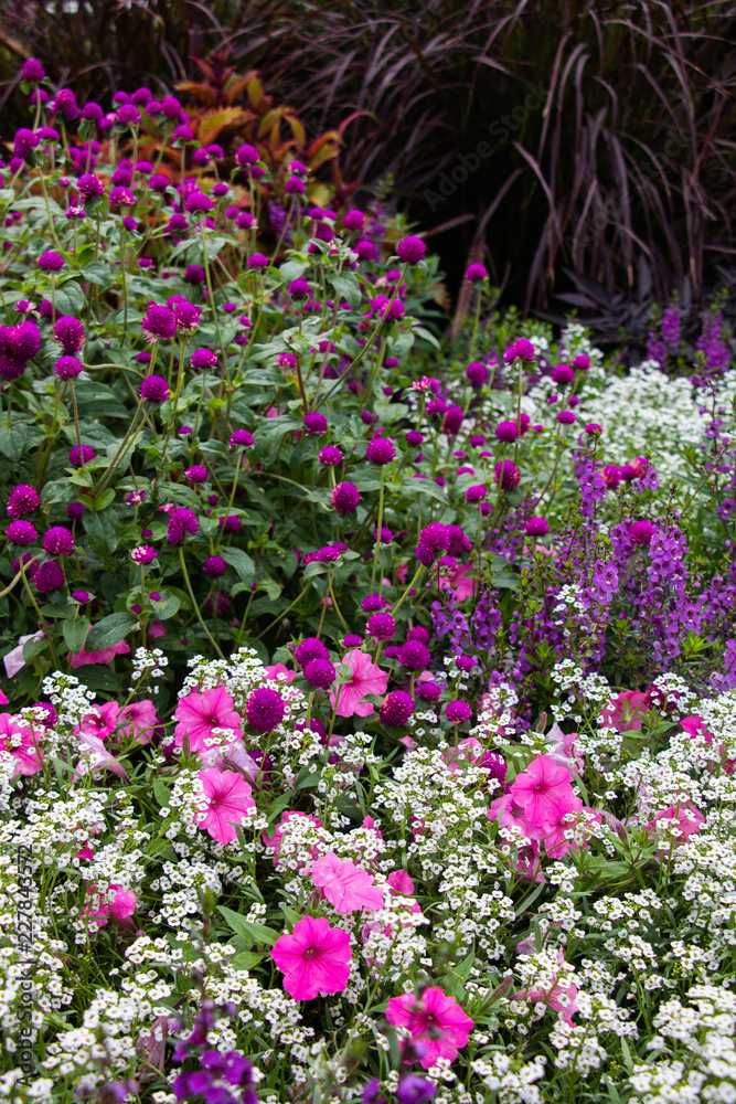 Petunias