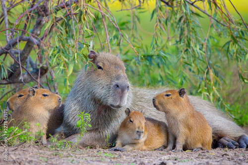 Capibara photo