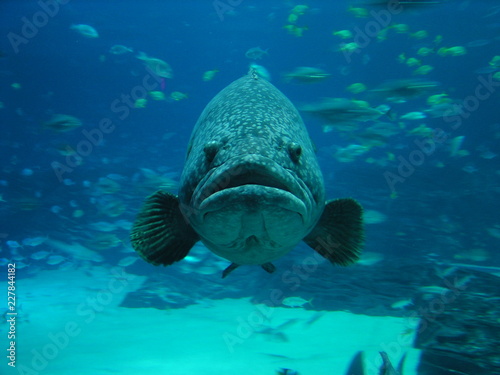 Canvas Print fish in the sea
