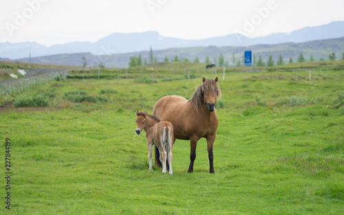 Islandpferde auf saftig grünen Wiesen im Süden Islands © tina7si