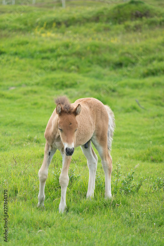 Islandpferde: Stute mit Fohlen auf saftig grünen Wiesen im Süden Islands