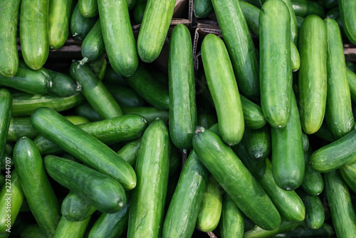 background from green cucumbers. fresh vegetables in the store. vegetable shop. long smooth cucumbers as texture