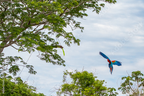 Red Macaw photo