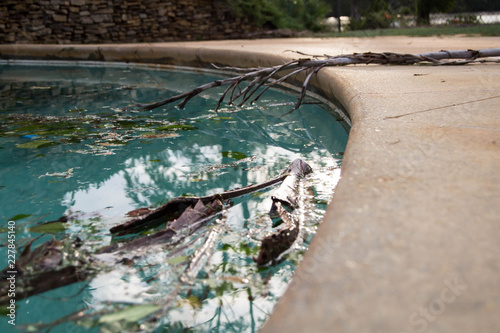 Debris in pool after hurricane Michael photo