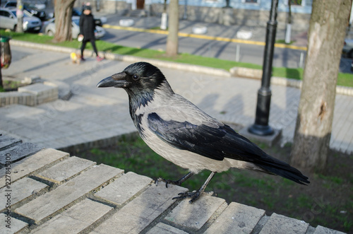 Curious gray crow is watchingin the Park closeup photo