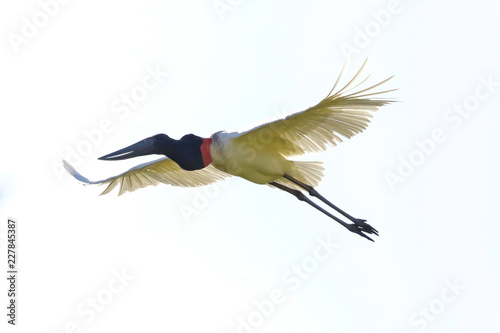 Jabiru
