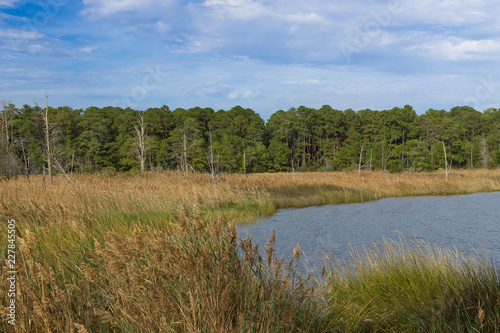 The wetlands of southern Maryland along the Chesapeake Bay