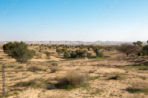 Feild near Metar, a comunity village northen Ber-Sheva, Israel