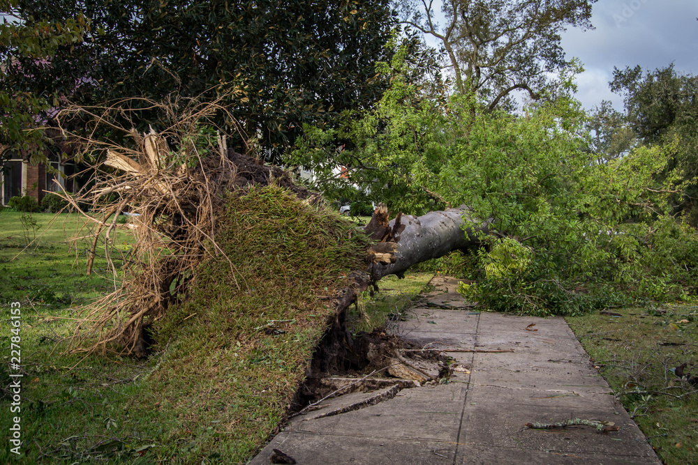 Tree fallen after hurricane Michael Tree fallen after hurricane Michael