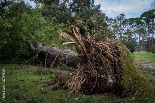 Tree fallen after hurricane Michael