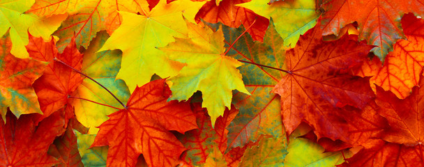 Beautiful Nature autumn Background with fallen maple leaves