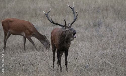 Brame du cerf