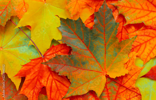 Beautiful Nature autumn Background with maple leaves