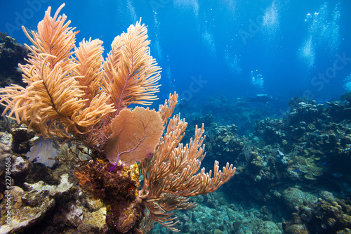 Fototapeta Naklejka Na Ścianę i Meble -  Scuba divers pass over coral reef on Roatan island