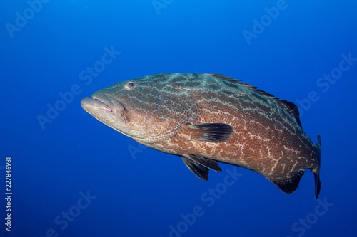 Large grouper underwater