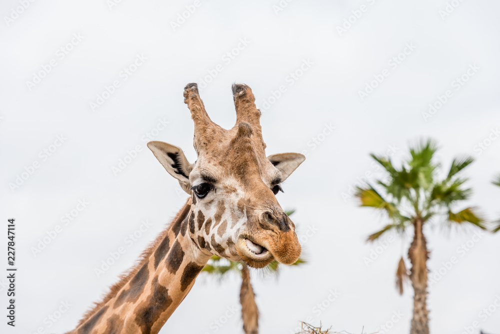 Obraz premium the giraffe head