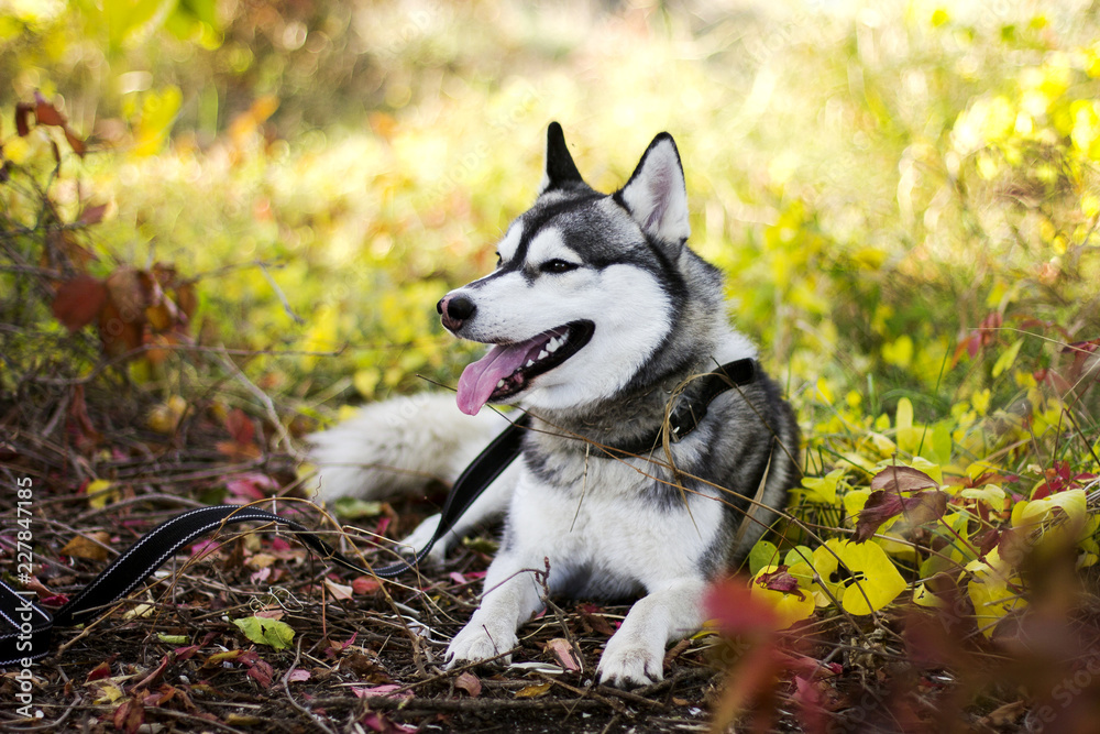 Siberian Husky