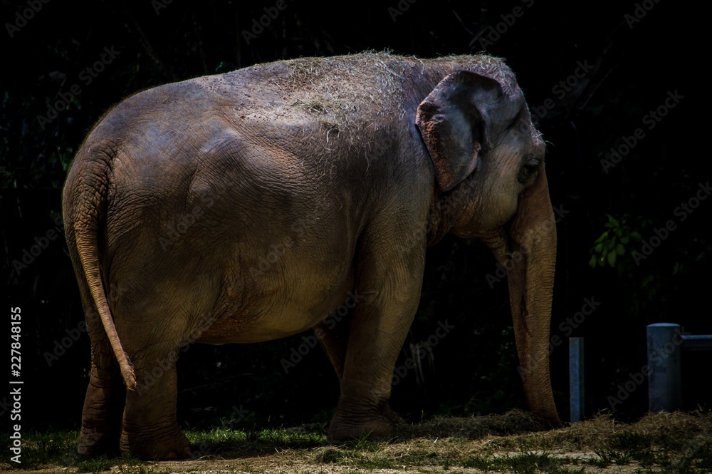Naklejka premium elephant in zoo