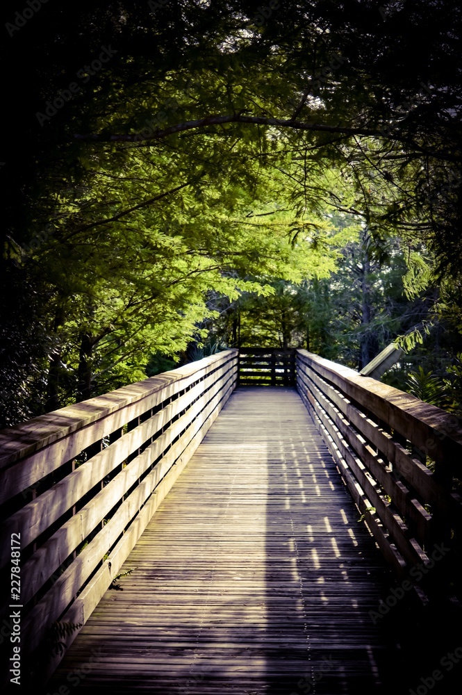 Fototapeta premium wooden bridge in forest