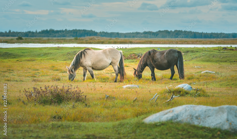 Fototapeta premium Wild horses eating grass in preserved territory of Engure national park in Latvia. Landscape with lake and meadow with grass and bouldes in warm lighting.