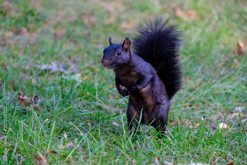 Black, melanistic squirrel standing in the grass Black, melanistic squirrel standing in the grass