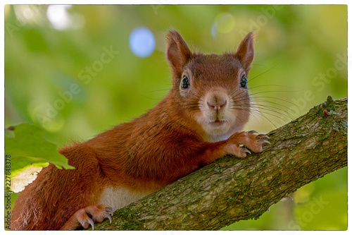 Eichhörnchen