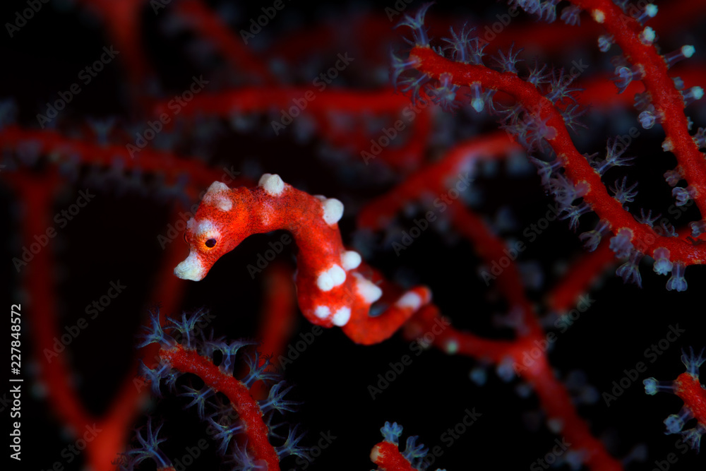 A very small red and white pygmy sea horse camouflaged on it's host gorgonian sea fan in the warm, clear waters of Raja Ampat, Indonesia