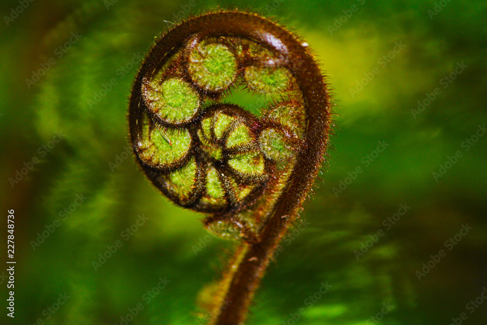 Ferns Buds Closeup Object
