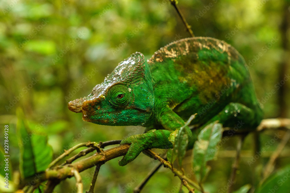 Chameleon Chameleon