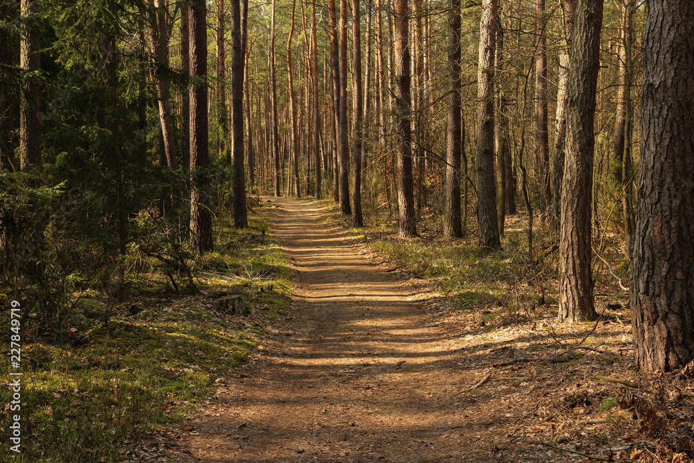 forest road in spring