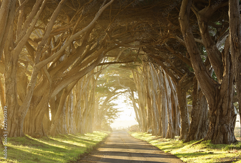 Fototapeta premium long tree tunnel through foggy trees near San Francisco