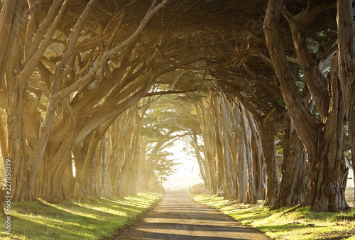 Canvas Print long tree tunnel through foggy trees near San Francisco