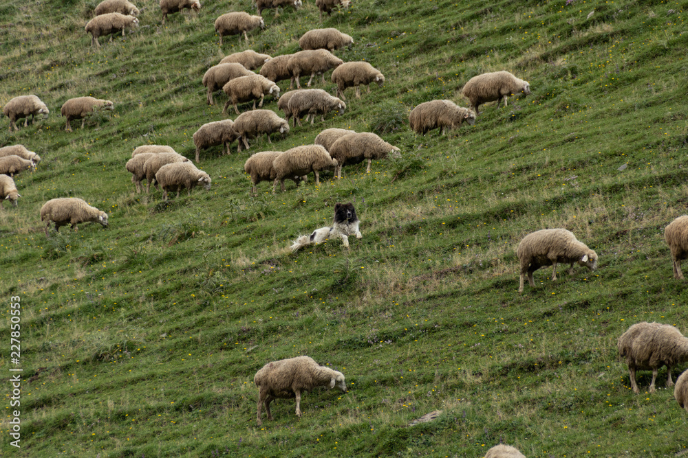 Fototapeta premium Sheep in ancient village in the mountains. Dartlo, Georgia country.